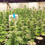 Акцията е съвместна на полицаи от Несебър и криминалисти от Бургас. При претърсването в стаите са намерени и иззети приготвена за пласиране суха тревна маса - марихуана, чието общо тегло е в процес на установяване, кварцови лампи, овлажнители за въздух, вентилатори, препарати за наторяване и др.