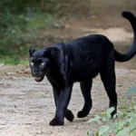 черната пантера от шумен пак на прицел