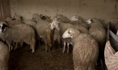 Овце във ферма със случаи на шарка в община Павел Баня