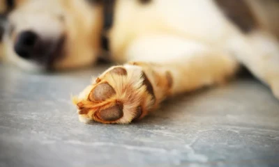 жестокост на куче в Тетевен разтърси мрежата