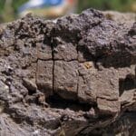 Новооткрити кости от динозаври по време на палеонтологична експедиция край Трън