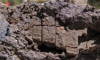 Новооткрити кости от динозаври по време на палеонтологична експедиция край Трън