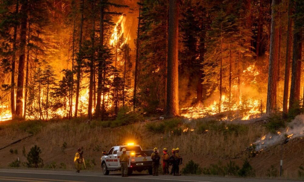 Пожари в България – над 100 000 декара гори унищожени, висок риск през август