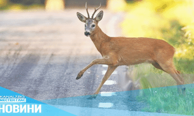 Дива сърна в опожарен район на Пирин след пожарите