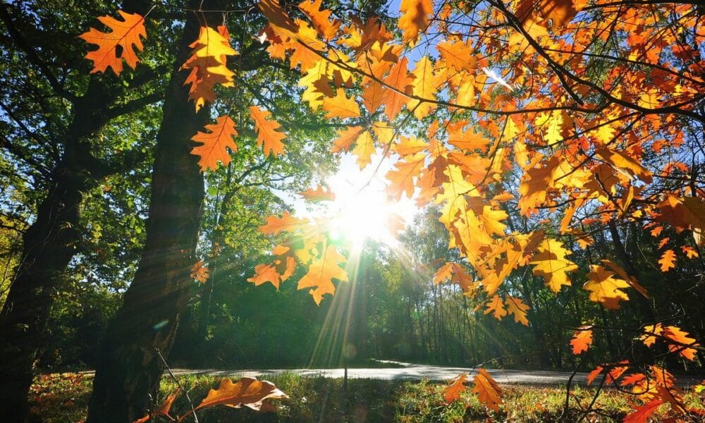 прогноза 24 ноември – карта на България