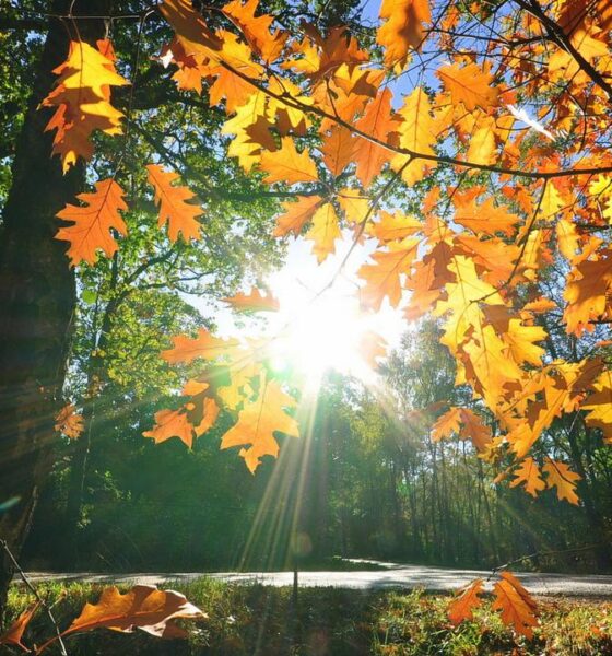 прогноза 24 ноември – карта на България