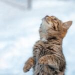 прогноза за времето 23 февруари