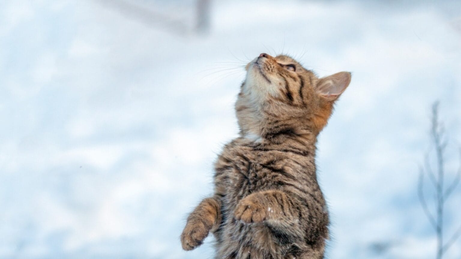 прогноза за времето 23 февруари