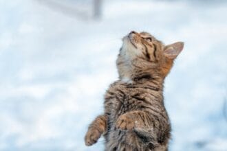 прогноза за времето 23 февруари