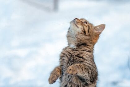 прогноза за времето 23 февруари