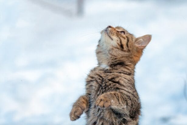 прогноза за времето 23 февруари