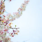 Слънчево време се очаква до края на седмицата, но около 18–20 март се прогнозира застудяване и валежи от дъжд и сняг.