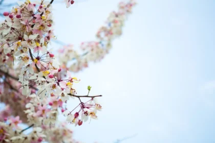 Слънчево време се очаква до края на седмицата, но около 18–20 март се прогнозира застудяване и валежи от дъжд и сняг.