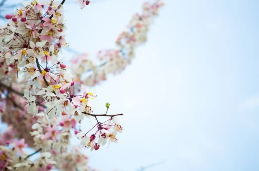 Слънчево време се очаква до края на седмицата, но около 18–20 март се прогнозира застудяване и валежи от дъжд и сняг.