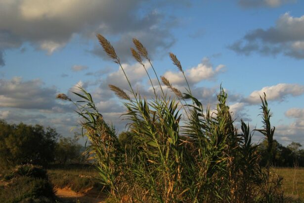 Времето днес България жълт код